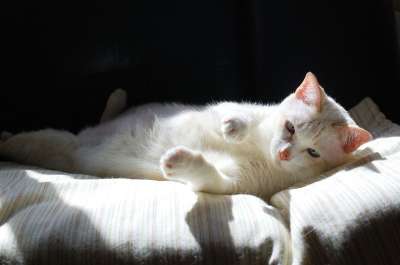 猫 白色的 基金 宠物 泰国 可爱的 玩 有趣的 说谎 阳光
