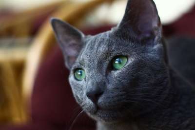 猫 俄语 小猫 蓝色 眼睛 关 灰色的皮毛