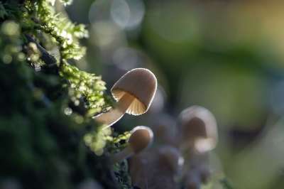 蘑菇 落下 苔藓 自然 森林 迷你蘑菇 森林地面 发现 秋天的