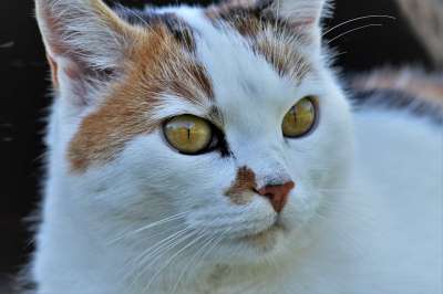 猫 动物 白色的 家畜 猫眼 猫肖像 关闭 猫脸 家猫 头