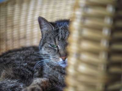 动物 猫 家畜 老虎 家猫 眼睛 肖像 猫眼 头 看法
