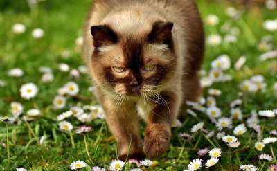 英国短毛猫 猫 纯种 毛皮 家猫 野生动物 动物 家畜 非常漂亮