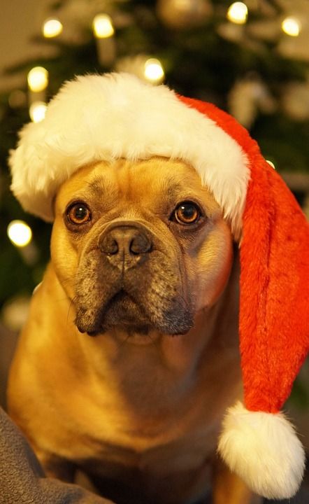 狗 法国斗牛犬 圣诞节 厌倦 圣诞老人的帽子 圣诞树 枞树 问候卡