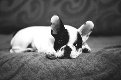 动物 可爱的 美丽的 品种 斗牛犬 犬类 狗 法语 小的 说谎