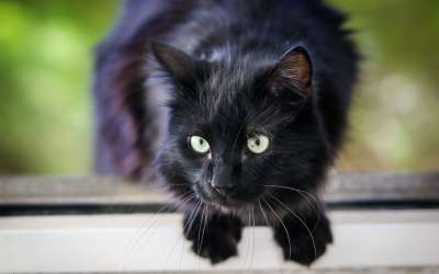 捕食者 猫 爪子 跳 头发 黑色的 松露 家畜 动物 猫科动物
