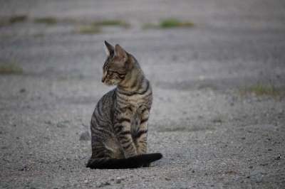 猫 猫宝宝 宿醉 小猫 鲭鱼 家猫