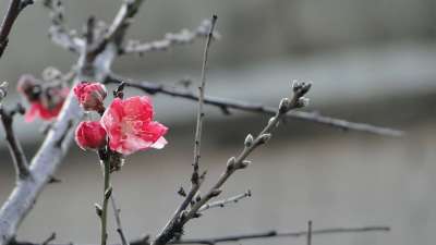 花 桃花 春天 春舞 桃花 桃花 桃花 桃花 桃花