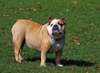 狗 斗牛犬 英国牛头犬 动物 宠物 犬类 谱系 品种 美丽的