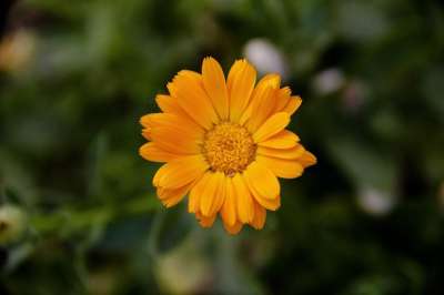 橙色的 花卉 布卢姆 工厂 花瓣 自然 花园 关 黄色 盛开