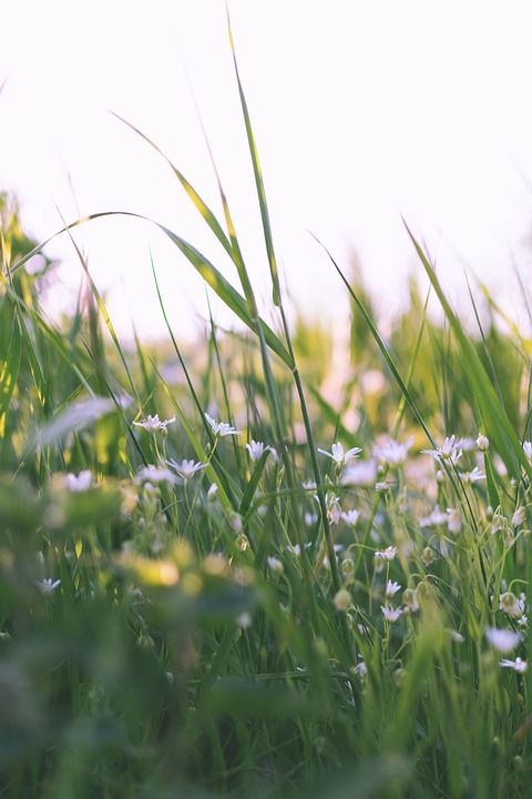 手机壁纸 锥-牛奶星 花朵 自然 白色的 盛开 植物 草