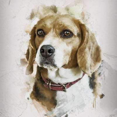 狗 孕 犬类 头 肖像 宠物 动物 哺乳动物 可爱的 比格犬