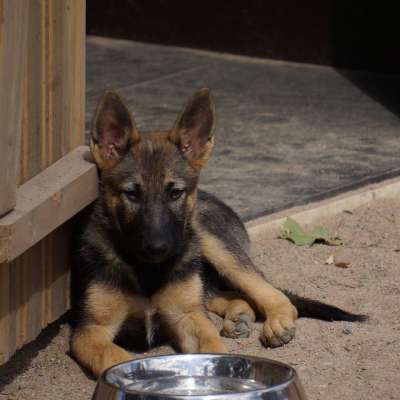 小狗 狗 犬舍 德国牧羊犬 牧羊犬