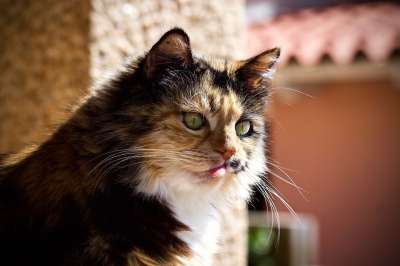 猫咪 动物医院 动物 宠物 斑 语 搞笑的脸 猫的枪口 毛茸茸
