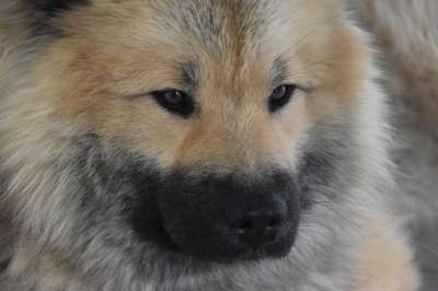狗 接下来的狗 Eurasier 狗肖像 枪口 眼睛 黑面罩