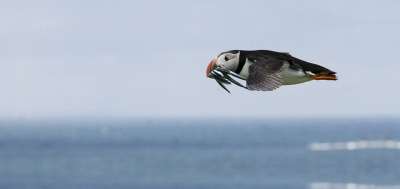 海雀 喂食 航班 鸟 海 海鳗 海鸟 可爱的 蓝色的 海洋