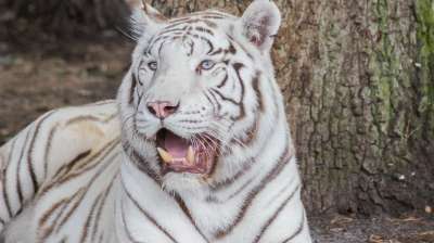 老虎 白色的 大猫 白色的老虎 塞伦盖蒂公园