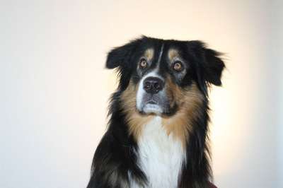 狗 澳大利亚牧羊犬 家畜 动物肖像 细心 头 动物