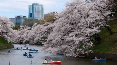 船 樱花 公园 河 春天 东京 灰色的河流 灰色的小船 灰色场