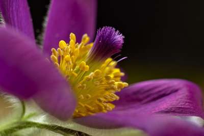 白头翁 花 雌蕊 紫花 花瓣 盛开 植物 春天的花朵 早期的纰漏