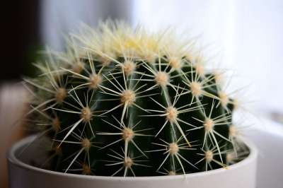 仙人掌 植物 多汁的 花 植物群 植物学 带刺的 自然 特写