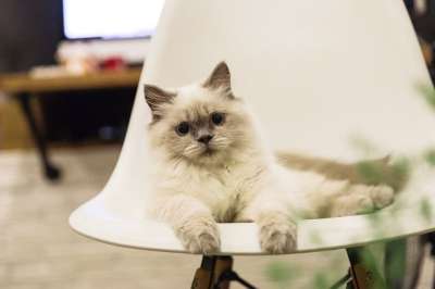 猫 宠物 基蒂 小猫 布娃娃 可爱的猫 可爱猫咪 房子 装饰风格