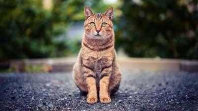 猫 日本 可爱的 动物 动漫 宠物 亚洲 动漫 动漫 动漫
