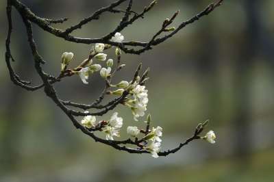 花枝 春天 盛开 芽 开花 自然 分支 科 植物群 白色的