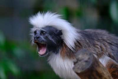 猿 李斯塔夫 Saguinus俄狄浦斯 动物 家庭的狨 野生动物