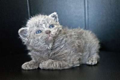 小猫 猫 婴儿 家畜 年轻的猫 动物 家猫 可爱的 野生动物
