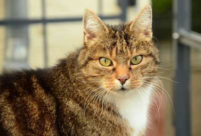 猫 猫眼 看法 好奇的 家猫 动物 家畜 头 猫脸