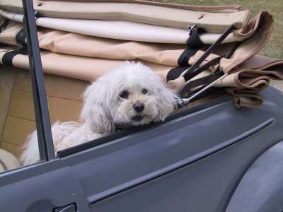 贵宾犬 狗 动物 汽车 敞篷车 古董车