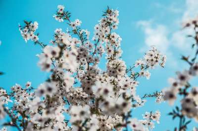 春天 开花 自然 树 户外 樱花 花朵 生长 季节性