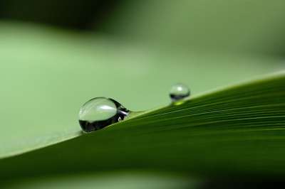 露 露滴 叶子 晨露 绿色 植物 草 自然 雨滴 水滴 水