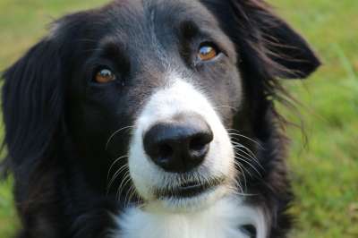边境牧羊犬 狗 英国牧羊犬 纯种狗 边境 牧羊犬 肖像
