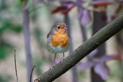 知更鸟 罗宾 鸣禽 Erithacus Rubecula 小小鸟