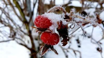 冬天 霜 玫瑰果 冻结 雪