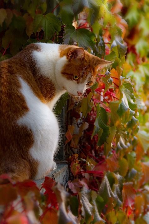 猫 年轻 坐着 橙色的 红色宿醉 动物 模糊 小猫 野生动物
