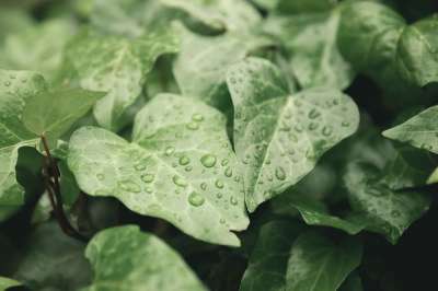 自然 树叶 藤蔓 植物学 植物 特写 雨 湿的