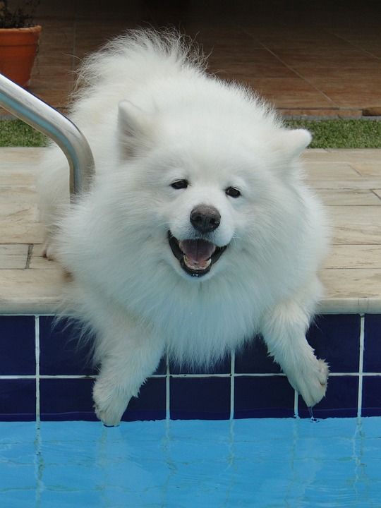 狗 这只狗 宠物 动物 可爱的 犬类 快乐的 乐趣 幸福 朋友