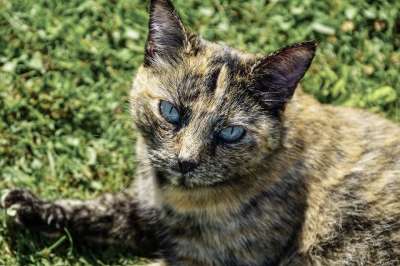 猫 看法 眼睛 动物 家畜 家猫 猫眼 猫脸 头 关闭 肖像