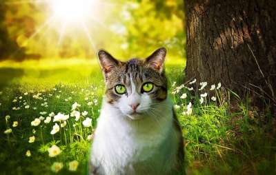 猫 家猫 家畜 猫眼 动物 草地 户外