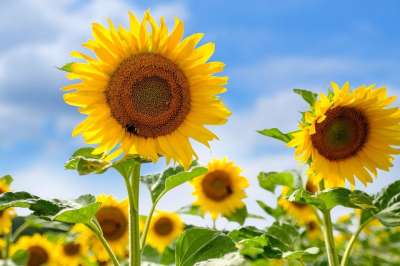 向日葵 开花 花 夏天 场地 农业 景观