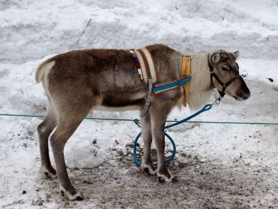 芬兰 驯鹿 动物 冬天 雪 目睹 肖像