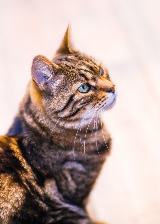 猫 猫科动物 胡须 宠物 国内的 虎斑猫 动物