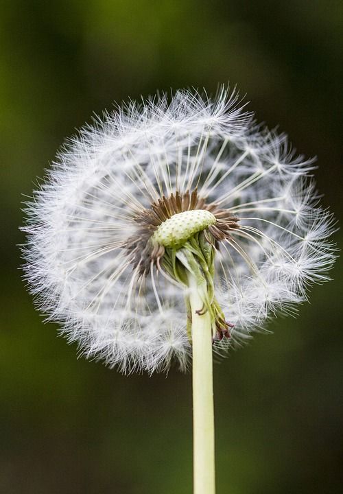 蒲公英 愚蠢的 植物 花朵 盛开 工厂 起毛 春天 花 奶油