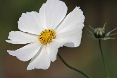 首饰篮 白色美女 Cosmea 自然 花园 花瓣 花园设计 花园花