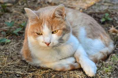 猫 躺在 猫科动物 土壤 外面 动物 Roux 白色的