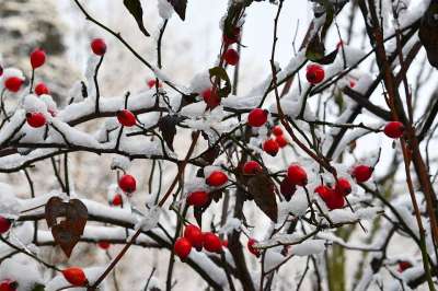 玫瑰果 植物 浆果 冬天 雪 寒冷的 分支机构 红色的 林