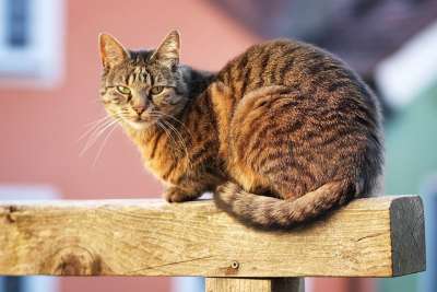 猫 毛皮 家畜 家猫 鲭鱼 猫眼 可爱的 肖像 猫肖像 看法