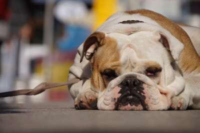 狗 动物肖像 享受阳光 狗摄影 四足 街头狗 大丹犬 杂交种